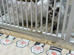 -藏猫猫咖啡主题馆(中央大道店)