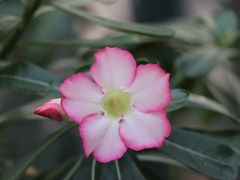 -北京植物园-展览温室