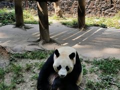 -都江堰中华大熊猫苑