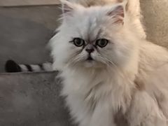 -more than meow吴止猫主题餐厅(承德 中船汇店)