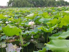 -荷塘月色湿地公园·向阳花洲