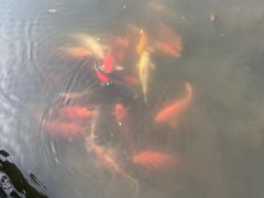 -西湖游船