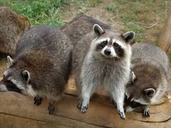 -大连森林动物园