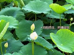 -月湖风景区