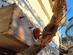 -伊隆斋(什刹海店)