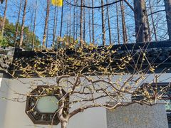 -上海醉白池公园