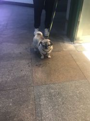 -龙文宝贝上门婴儿理发满月剃胎毛(总店)