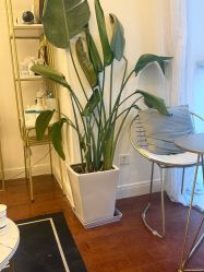 -演员的秘密·皮肤管理