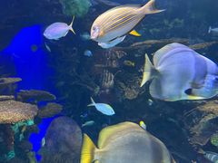 -瑞普利水族馆