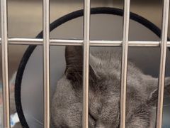 -瑞派康怡24h宠物医院·犬猫医疗中心·微创绝育(瑞景分院)