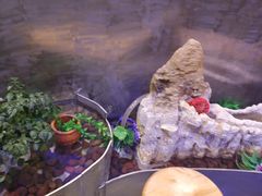 -阿记烧烤(大兴新区店)