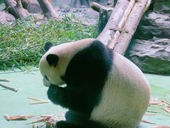 -成都大熊猫繁育研究基地
