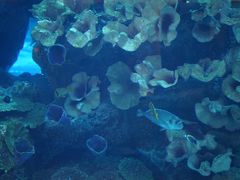 -迪拜水族馆及水下动物园