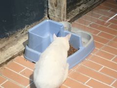 -猫咪博物馆(顶澳仔猫街店)