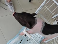 -怪兽屋·羊驼·猫咖·狗咖(俊华广场店)