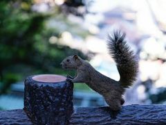 -成都濑川外国语学校