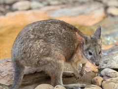 -费瑟代尔野生动物园