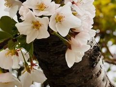 -高东镇樱花园