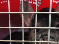 -严国平动物医院(德政总院)