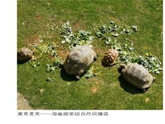 -广东惠东海龟国家级自然保护区