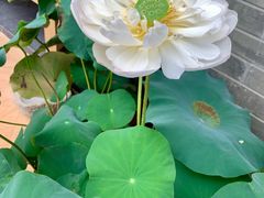 -长洲岛
