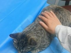 -纳吉亚猫专科动物诊疗中心(蒋宅口分院)