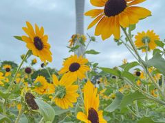 -海心沙亚运公园