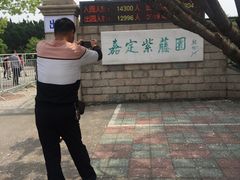 -嘉定紫藤园
