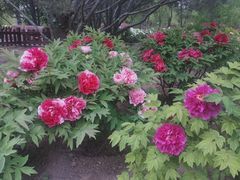 -莲花池公园
