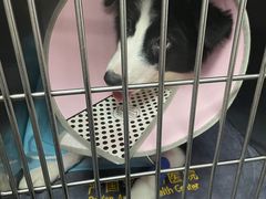 -严国平动物医院(德政总院)