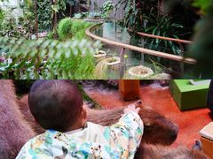 -正佳雨林生态植物园