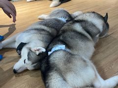 -Husky Go! 哈士奇体验馆·宠物咖啡厅狗咖