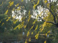 -花溪公园
