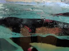 景观位-帝企鹅自助餐厅•儿童岛•真企鹅(长隆企鹅酒店)