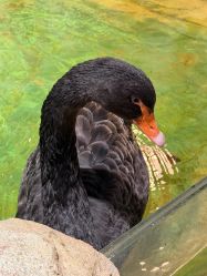 -Zoolung Zoolung动物主题公园(海信广场店)