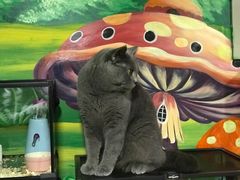 -藦茜花园宠物主题亲子互动体验馆(国顺东路店)