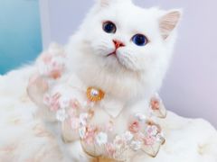 -爱洗澡的猫(望京店)