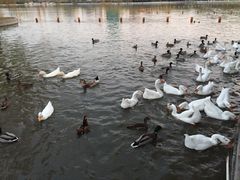 -莲花池公园