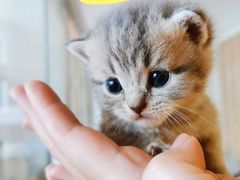 -70cat德文卷毛猫·缅因猫纯种猫舍
