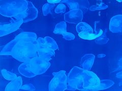 -秦皇岛新澳海底世界
