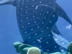 -珠海长隆海洋王国