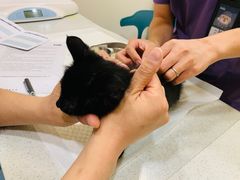 -萌兽医馆·犬猫专科·眼科中心·宠物医院(朝阳门分院)