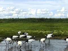 -黑龙江扎龙生态旅游区