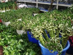 -秦美花卉(天朗·莱茵小城2期店)