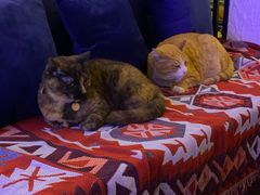 -Sirena海妖日咖夜酒