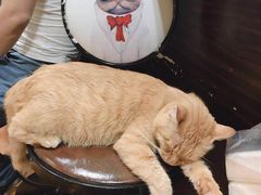 -李小姐の猫咖啡馆(五角场店)