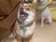 -逗柴咖啡屋·狗咖猫咖宠物桌游