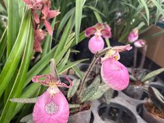 -龙大花卉苗木市场