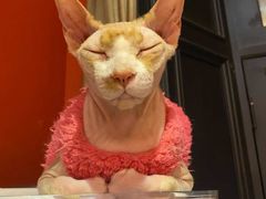 -猫色咖啡·猫咖