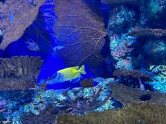 -上海海洋水族馆